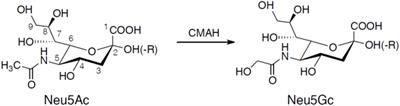 The Structural Complexity and Animal Tissue Distribution of N-Glycolylneuraminic Acid (Neu5Gc)-Terminated Glycans. Implications for Their Immunogenicity in Clinical Xenografting